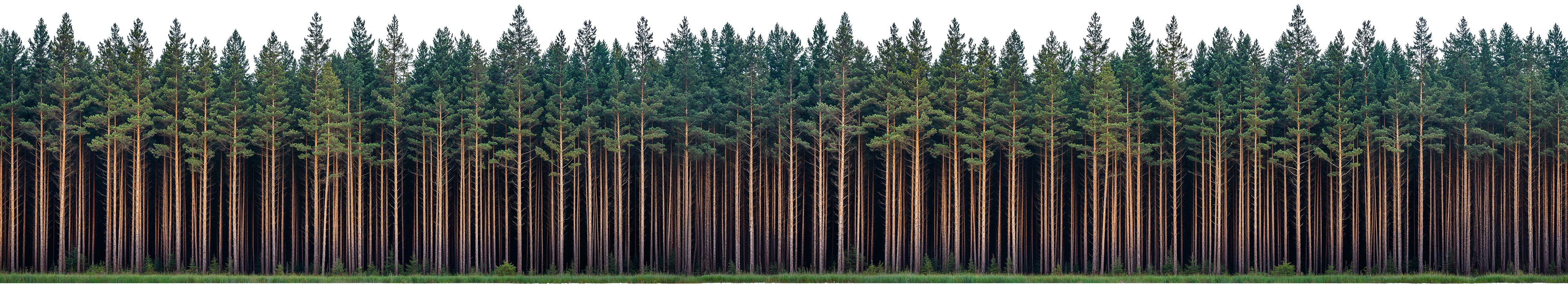 forest_line